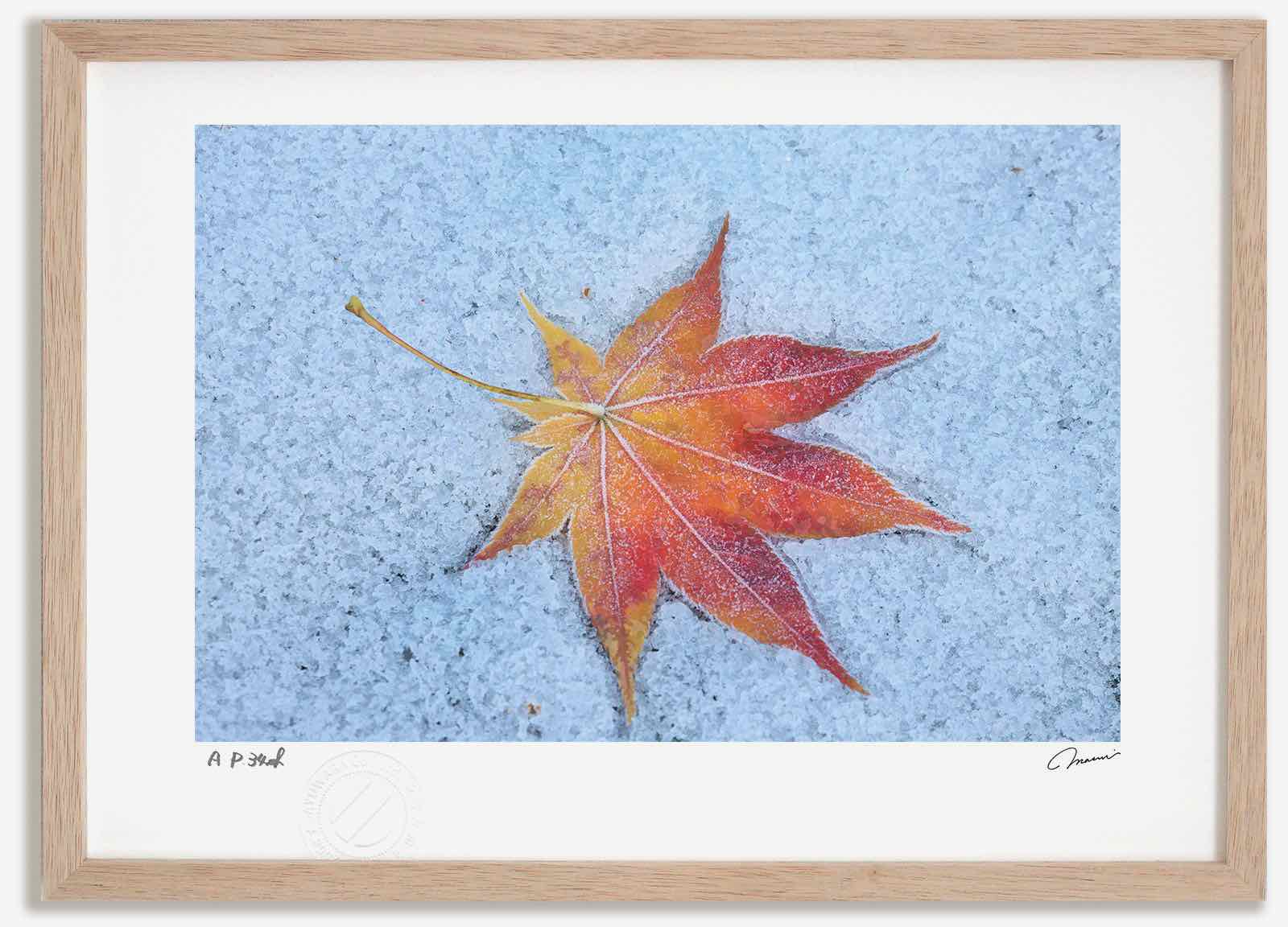 アートフォト 絵画 新雪と落ち葉6 高橋真澄/インテリア 額入り 額装込 風景画 油絵 ポスター アート アートパネル リビング 玄関 プレゼント モダン アートフレーム 飾る おしゃれ 壁掛け 絵