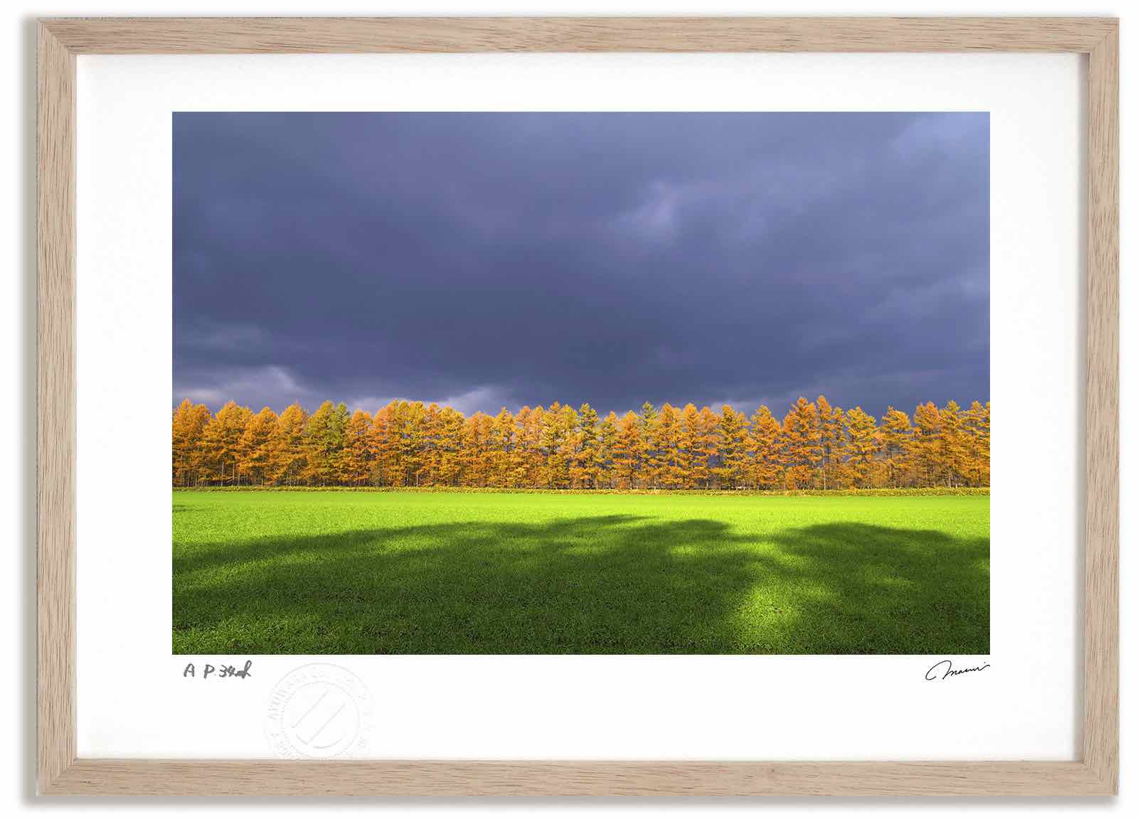 アートフォト 絵画 カラマツの紅葉7 高橋真澄/インテリア 額入り 額装込 風景画 油絵 ポスター アート アートパネル リビング 玄関 プレゼント モダン アートフレーム 飾る おしゃれ 壁掛け 絵