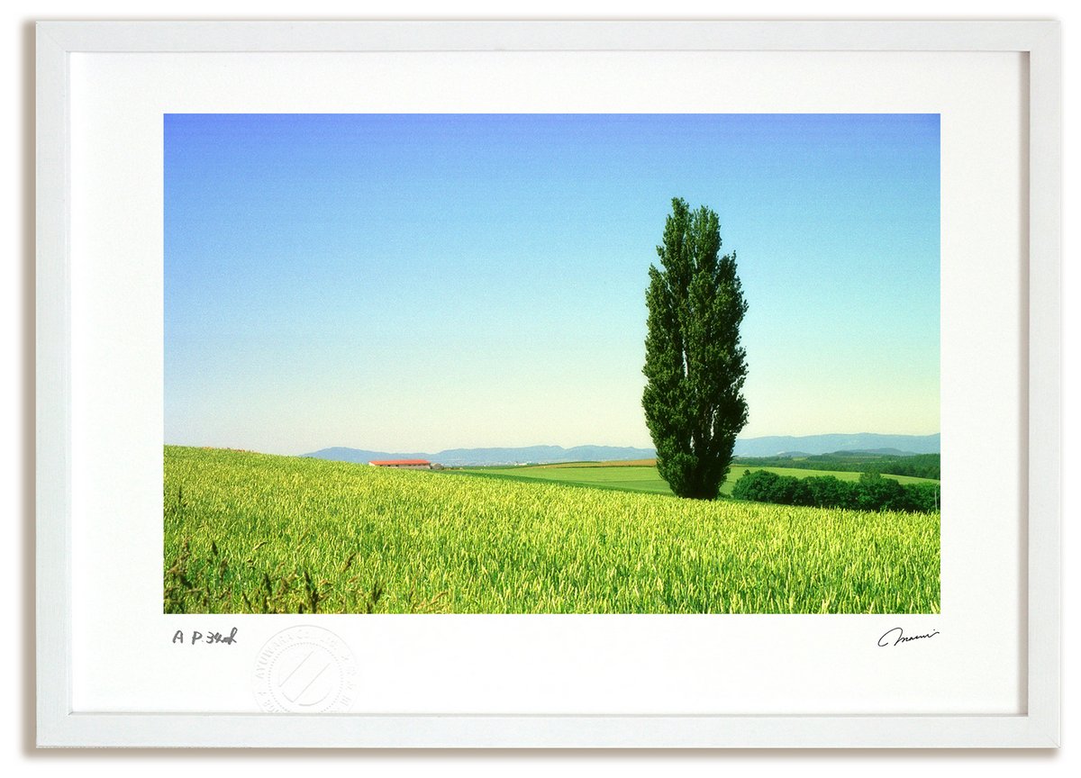 アートフォト 北海道 絵画 麦畑にポプラ インテリア 北海道 美瑛 壁掛け 額装込 おしゃれ 額入り 壁掛け ポスター 風景画 富良野 油絵 アート アートパネル リビング 玄関 プレゼント モダン アートフレーム おしゃれ 飾る Mサイズ 巣ごもり