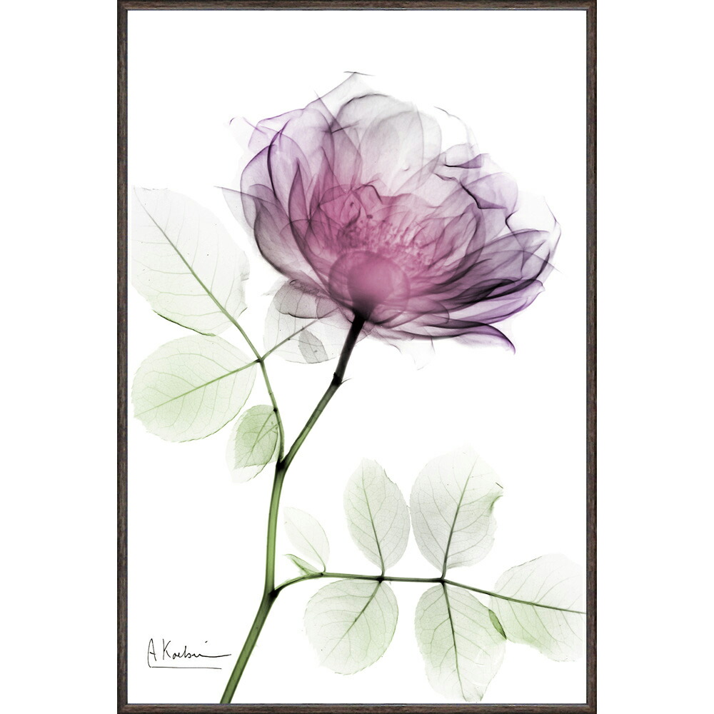 楽天市場】絵画 XRAYキャンバスアート「ラウンドローズ（Mサイズ