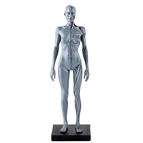 人体模型 男性 TORSO バスト スタチュー 　美品 人体模型 男性 TORSO バスト スタチュー 美品オンライン
