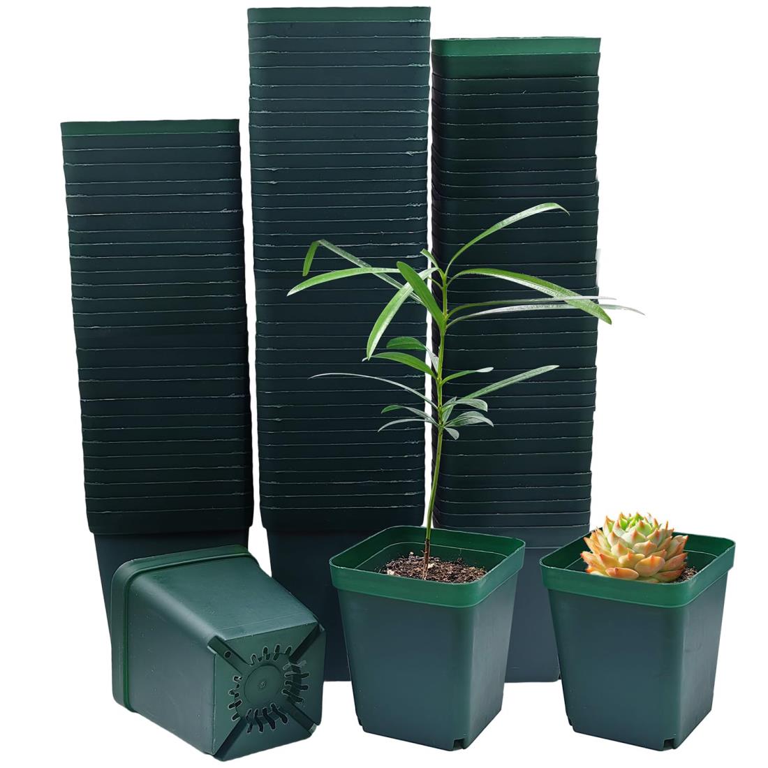 正方形 育苗ポット 3.1インチ 100個 多肉植物 プラスチック 保育園