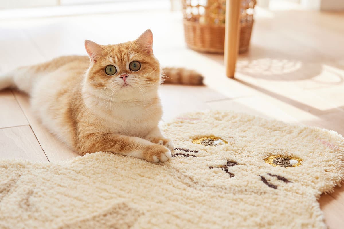 リマリマの猫座布団 にゃんこの和み(にゃごみ)座布団│マルカンの製品一覧｜ペット