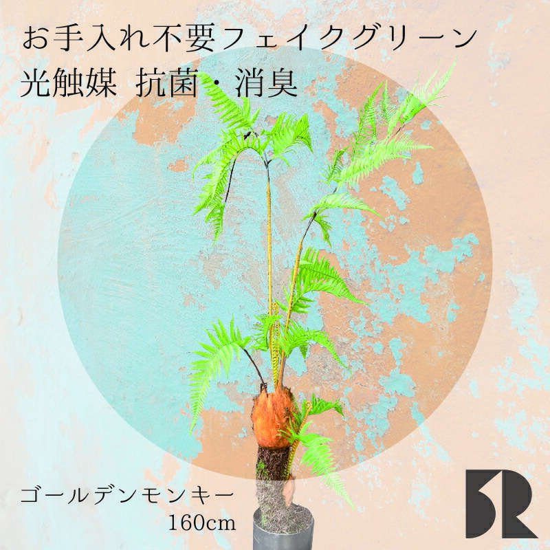 キンモウコウ　250624 楽天市場】おしゃれ 観葉植物 キンモウコウ：ゴールデンモンキー