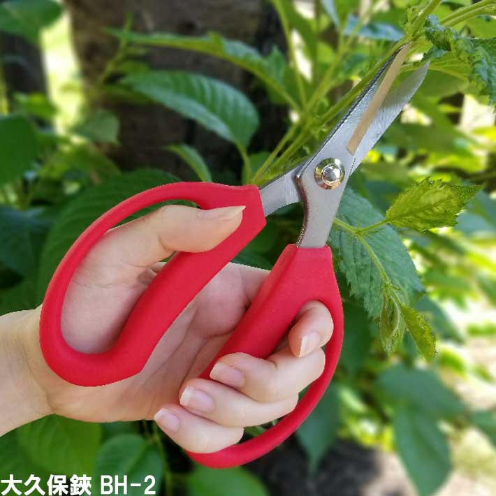 花の配置 剪定 トリミング植物 ガーデニングスニップのためのサン