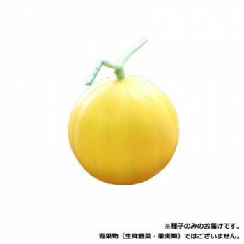 【暮らしラクラク応援セール】小林種苗 メロン種子 おてがるキイたん　8137　100粒【取り寄せ・返品不可商品】