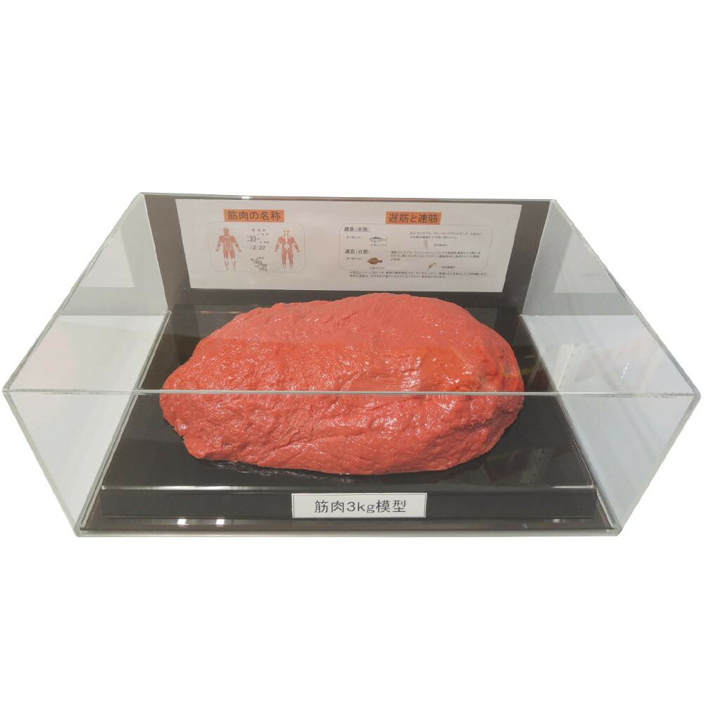 【生活様式ラクラク勇気付ける大売り出し】腕力ひな形図形容れもの入 3kg IP-988【取り寄せ・返品不可商いもの】
