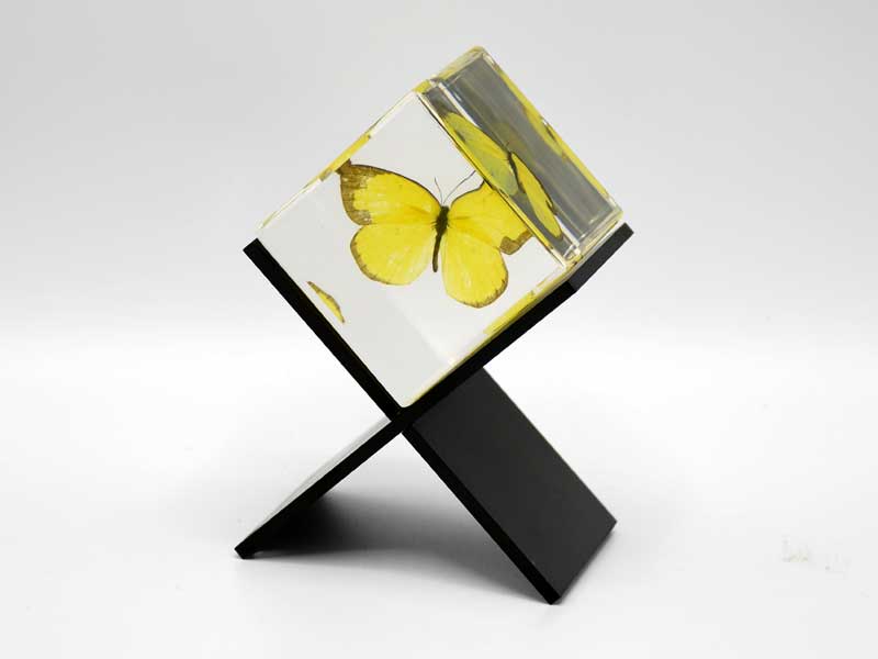 ヒイロツマベニチョウ♂♀ 標本 ☆ケラング島産☆入荷少ない島極美麗