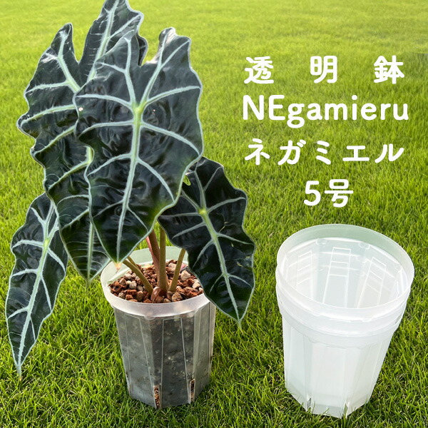 モンステラ レガシー(レガシィ) 6号鉢 ねこチップ 透明スリット鉢