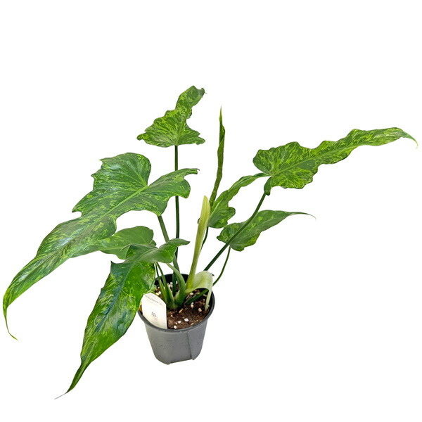 楽天市場】アロカシア アズラニー ネガミエル ねこチップ植え 3.5号 Alocasia azlanii アズラリイ サトイモ科 希少 レア 小型  観葉植物 : BABU