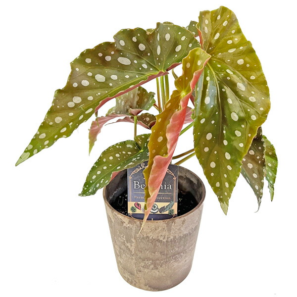 楽天市場】ベゴニア プレミアム 北斗七星 4号 Begonia Premium