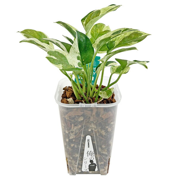 アンスリウム ワロクアーナム 3号 アンスリウム ワロクアーナム 3号 アンスリウム ワロクアナム 3