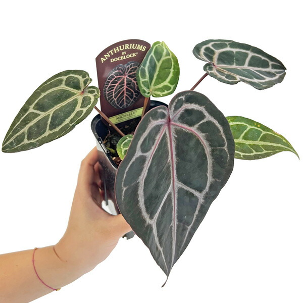 アンスリウム　ミシェル　MICHELLE アンスリウム ミシェル Anthurium Michelle by Docblock