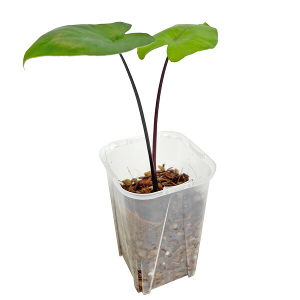 楽天市場】アロカシア ブラックステム 3.5号サイズ 苗 黒い葉軸が