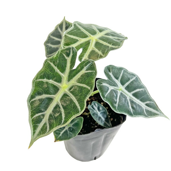 楽天市場】アロカシア キサントソーマ リンデニー 観葉植物