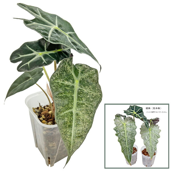 楽天市場】アロカシア ロンギロバ スーヒルマニアナ パープルベイン