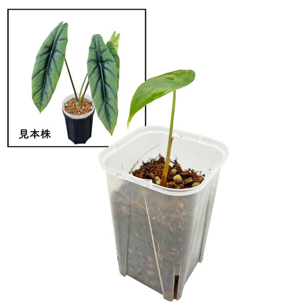 レア　アロカシア　14点セット レア アロカシア 14点セット レア アロカシア 14点セット レア