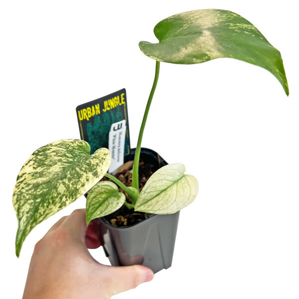 URBAN JUNGLE モンステラホワイトモンスター 楽天市場】モンステラ ホワイトモンスター 3.5号 天津蘭 アーバン