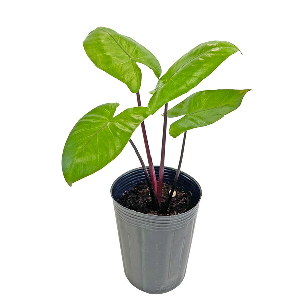 楽天市場】アロカシア ロンギロバ スーヒルマニアナ パープルベイン