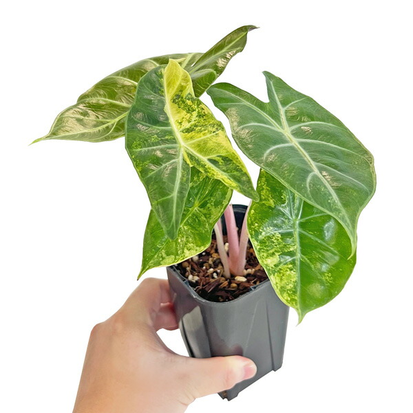 楽天市場】UJ アロカシア アマゾニカ ミント 斑入り 4号 アーバン