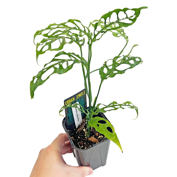 ぺ*ぺ様 モンステラ バールマルクスフレーム　5株セット ぺ*ぺ様 モンステラ バールマルクスフレーム 5株セット