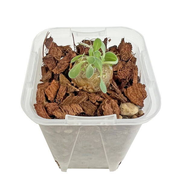 レア実生！ オトンナ ケラリオイデス 多肉植物 塊根植物 オトンナ