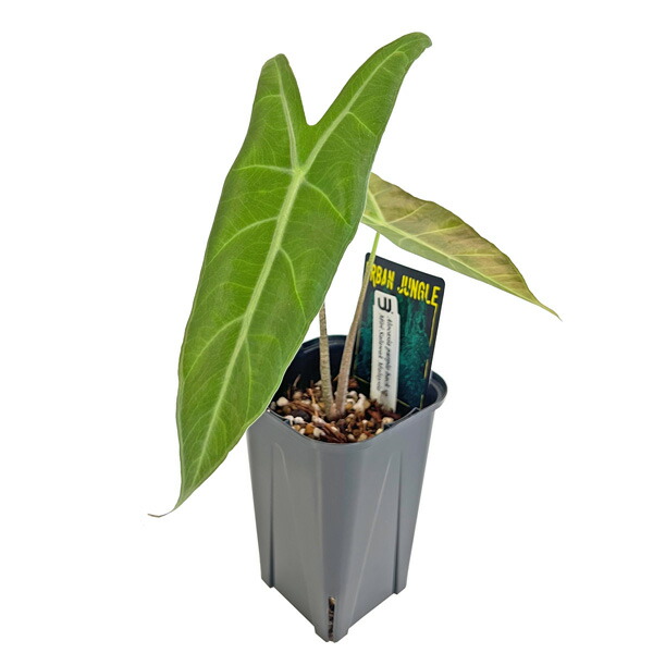 フィロデンドロン ビレッティア＋アロカシア スーヒルマニアナ＋ロンギロバ フィロデンドロン ビレッティア＋アロカシア スーヒルマニアナ＋