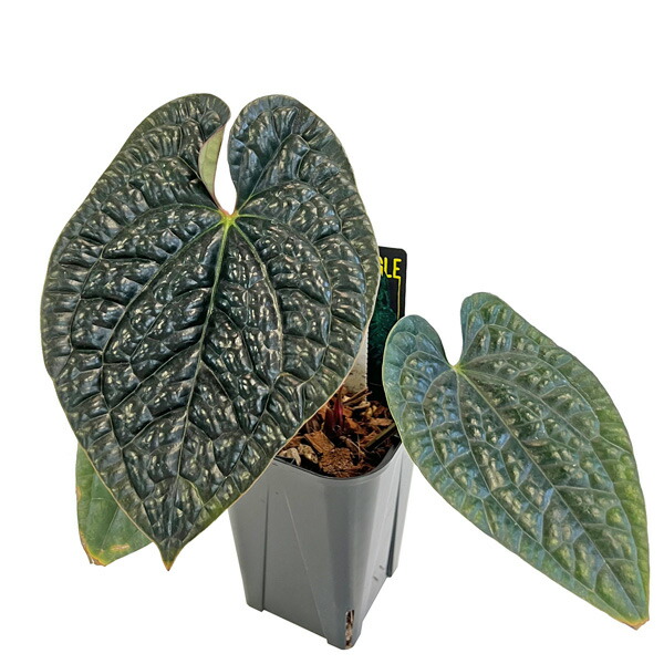 楽天市場】UJ アンスリウム ワロクアーナム 3.5号 アーバン