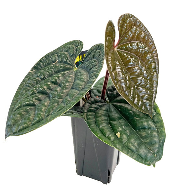 TC株] アンスリウム ルクスリアンス 5個セット TC株] アンスリウム