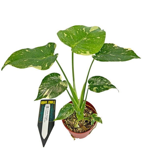 楽天市場】モンステラ デリシオーサ ミント 2.5号 アーバンジャングル