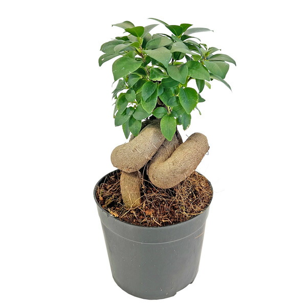 楽天市場】タイワンガジュマル パンダガジュマル 5号サイズ 鉢植え