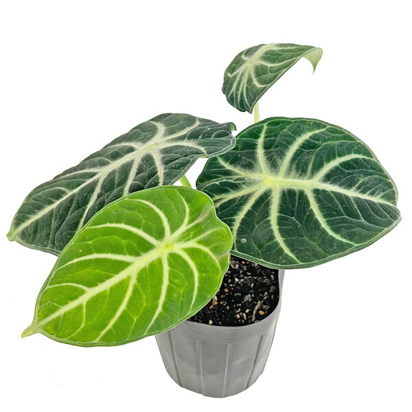 サービス1点　アロカシアalocasia longiloba miq var サービス1点 アロカシアalocasia longiloba miq var