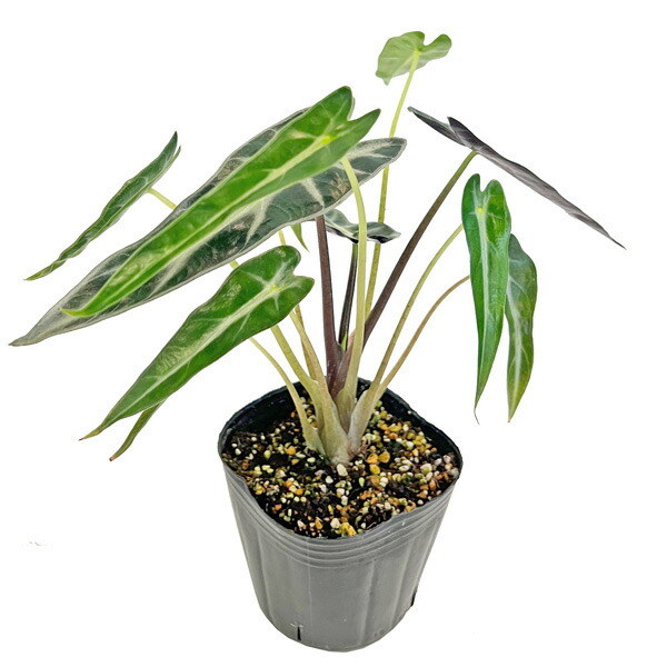 楽天市場】アロカシア ロンギロバ スーヒルマニアナ パープルベイン