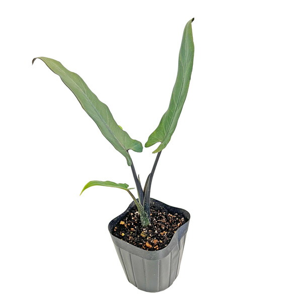 楽天市場】アロカシア ロンギロバ スーヒルマニアナ パープルベイン