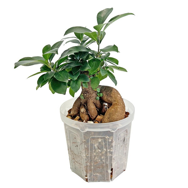 楽天市場】尖閣 センカク ガジュマル ロング 3号サイズ 苗 観葉植物