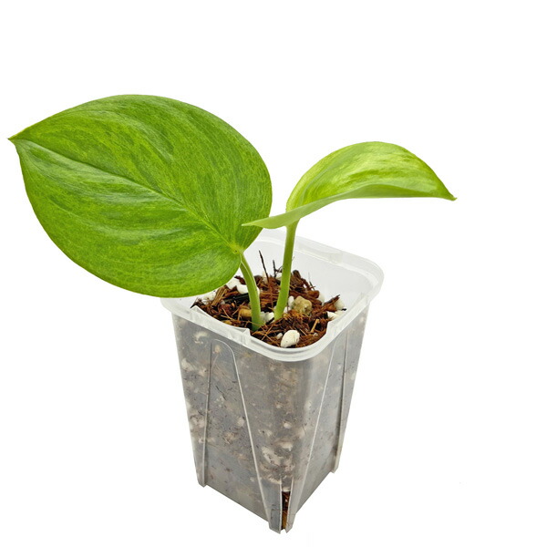 楽天市場】PLANCHU 観葉植物 スキンダプサス トレビー 4号吊り鉢 育て