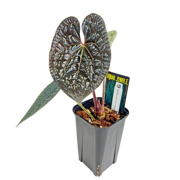 楽天市場】UJ アンスリウム ワロクアーナム 3.5号 アーバンジャングル