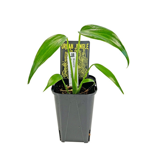 楽天市場】モンステラ バールマルクスフレーム 3.5号 ナロー アーバン