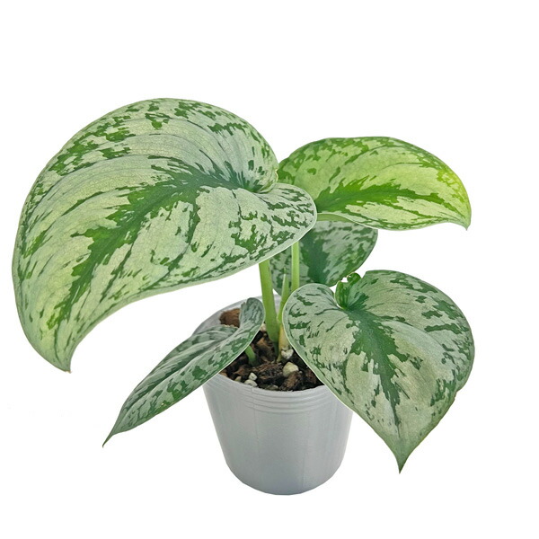 楽天市場】【訳有りSALE】スキンダプサス・アルギレウス観葉植物