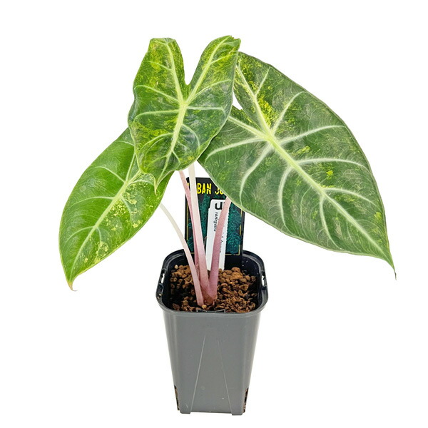 楽天市場】現品 モンステラ ホワイトモンスター 3.5号 WM007 天津蘭