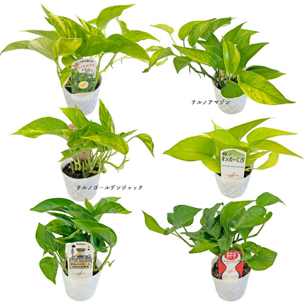 楽天市場】観葉植物/ポトス：テルノシャングリラ3号ポット : 園芸