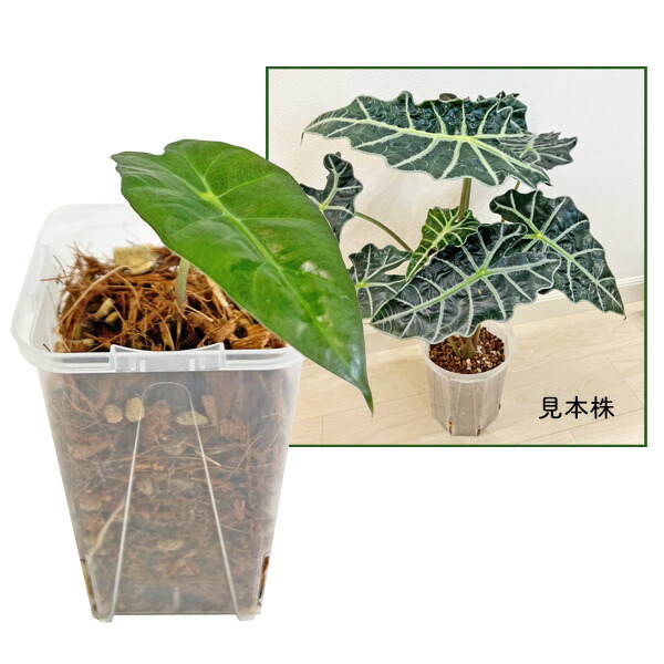 楽天市場】アロカシア アマゾニカ 2.5号 幼苗 ネガミエル Alocasia