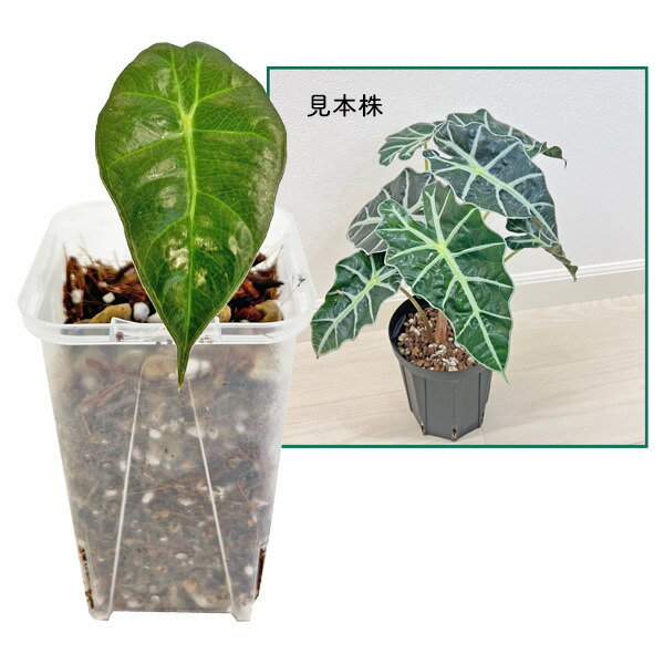 アロカシアセット 吉本花城園 【セール品】超お得セット！アロカシア 5品種