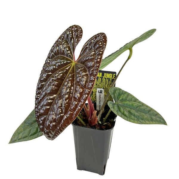 楽天市場】観葉植物 【葉傷みあり】アンスリウム ラディカンス