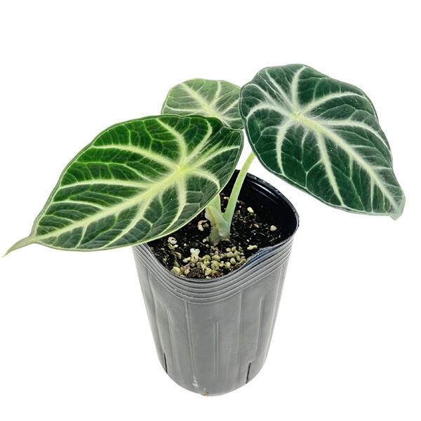 楽天市場】アロカシア メロ ルゴサ 観葉植物 珍しい品種 希少 3号