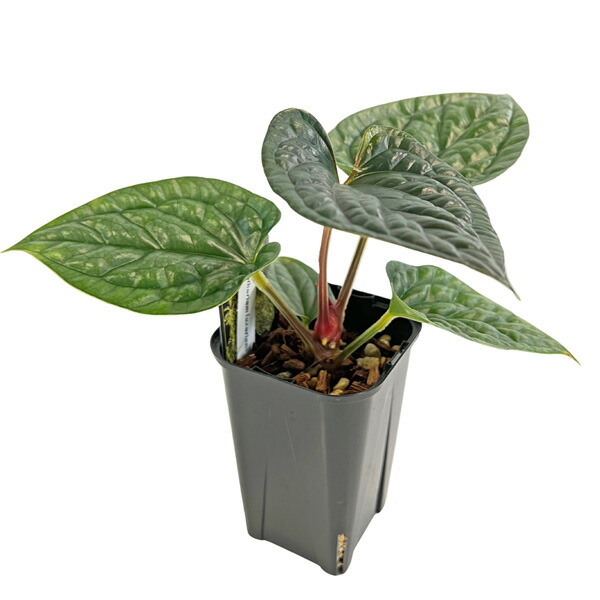 楽天市場】観葉植物 【葉傷みあり】アンスリウム ラディカンス