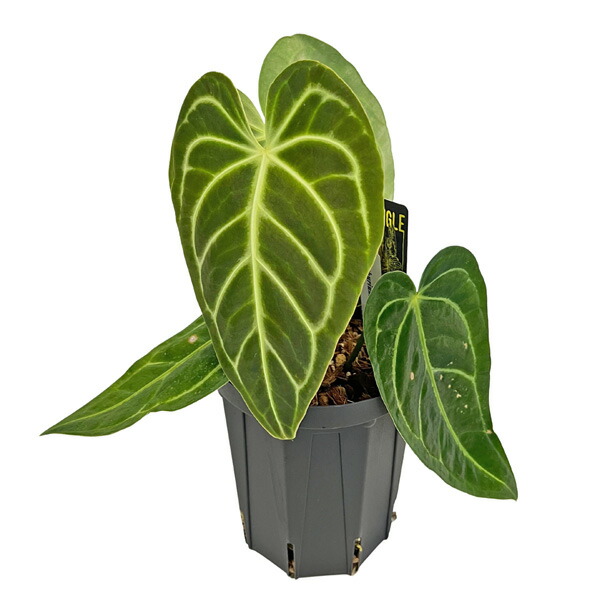 楽天市場】アンスリウム レガレ 3.5号 アーバンジャングル Anthurium