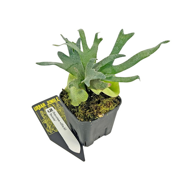 ビカクシダ ウィリンキー ばい菌 3号 小びと アーバンジャングル 蚊食い鳥幽客 Urban Jungle Platycerium willinckii Bacteria 観葉草木 花・ガーデン・DIY-花・観葉植物-観葉植物