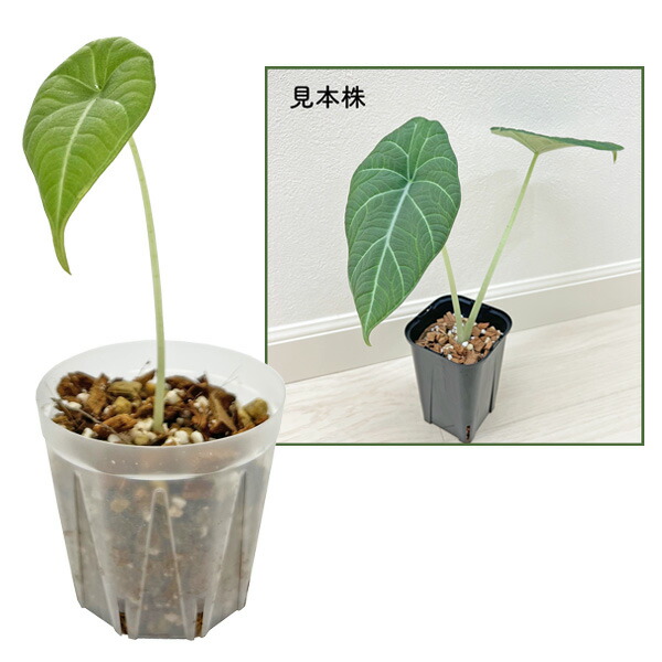 楽天市場】アロカシア マハラニ 観葉植物 珍しい品種 希少 3号 ポット