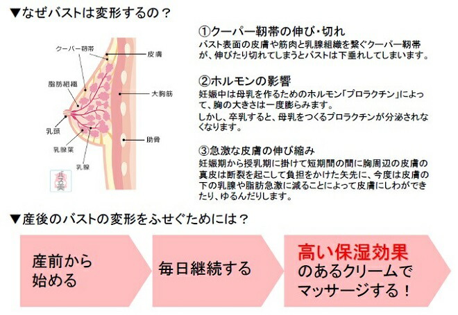 メール便利用 送料無料 日本ゼドック バスト デコルテ